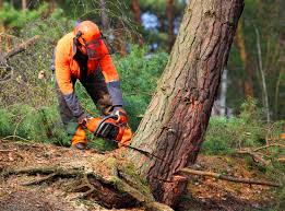 Best Tree Health Inspection  in Willmar, MN